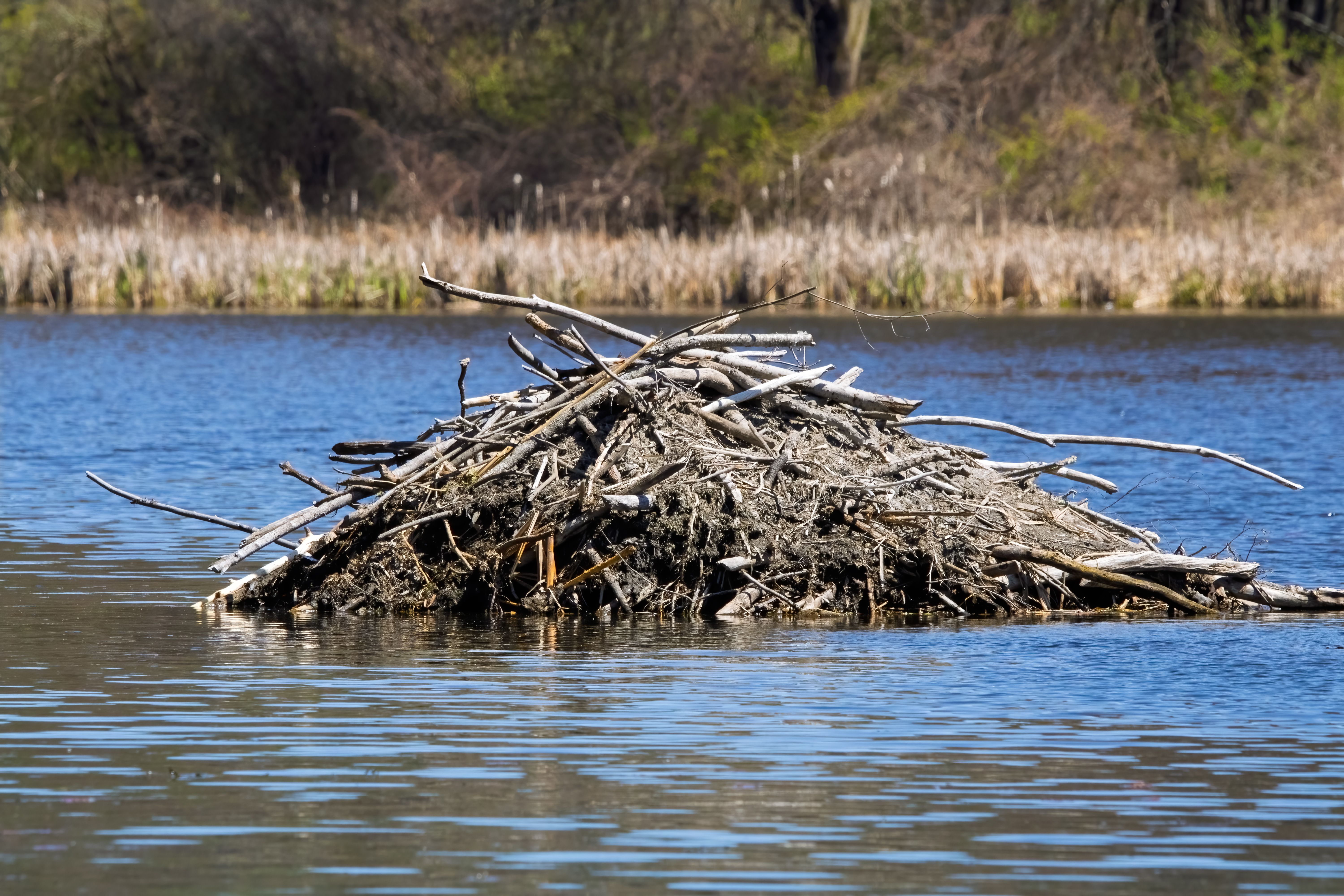 beaver ecosystem habitat