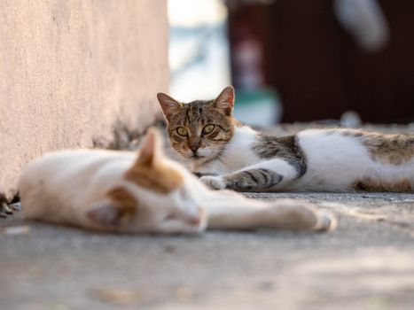 Two cats lounging peacefully outdoors on a sunlit concrete path in urban setting.