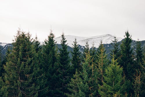 免费 季節, 山, 松樹 的 免费素材图片 素材图片