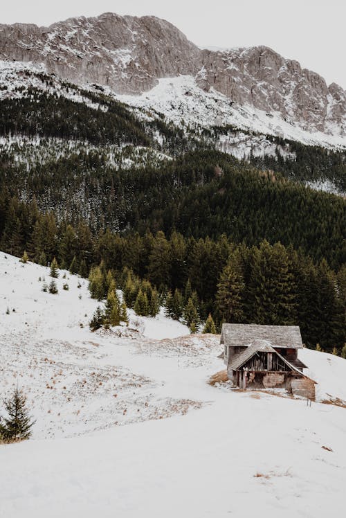 Braunes Holzhaus Auf Schneebedecktem Boden Nahe Grünen Kiefern Und Berg