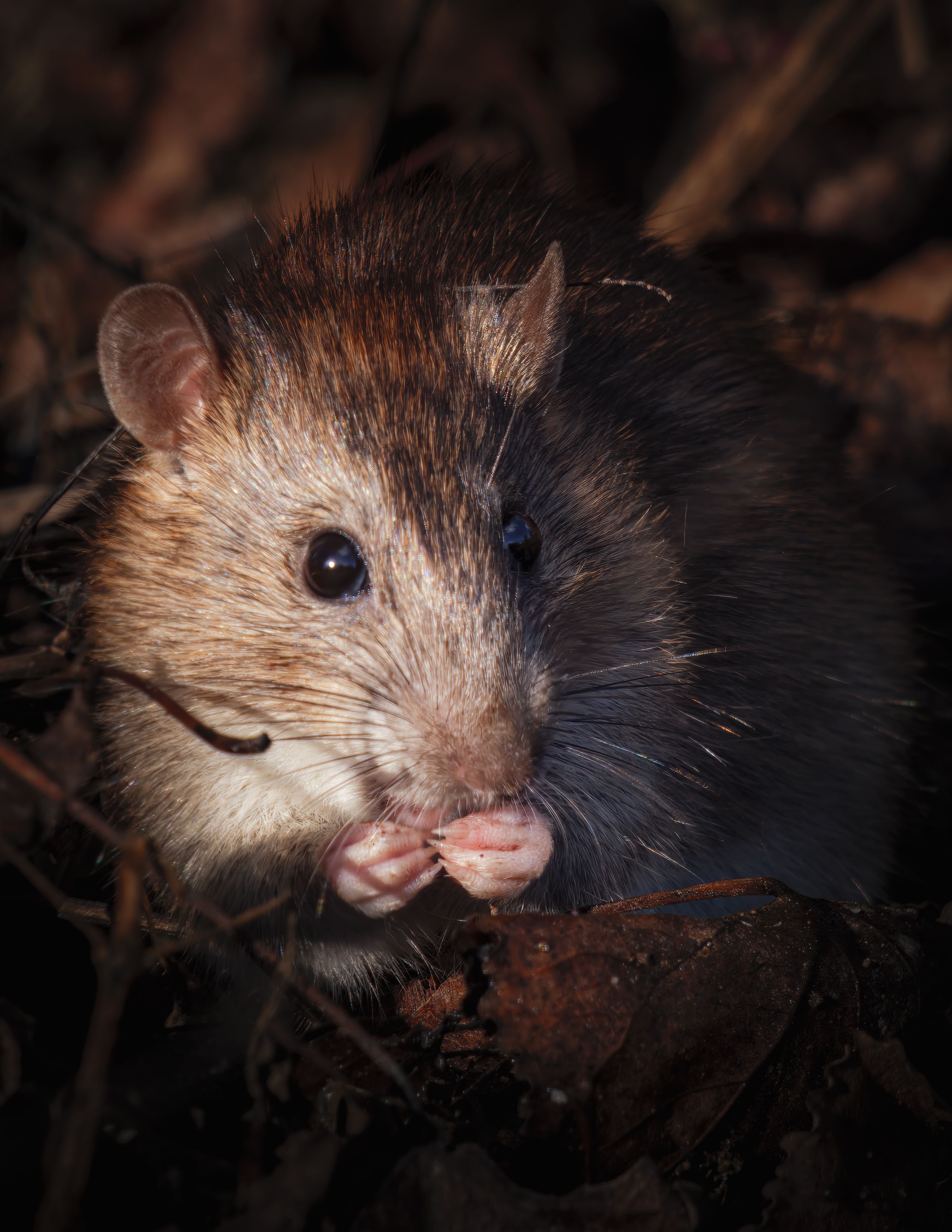 Close-up of Brown Rat in Natural Habitat · Free Stock Photo