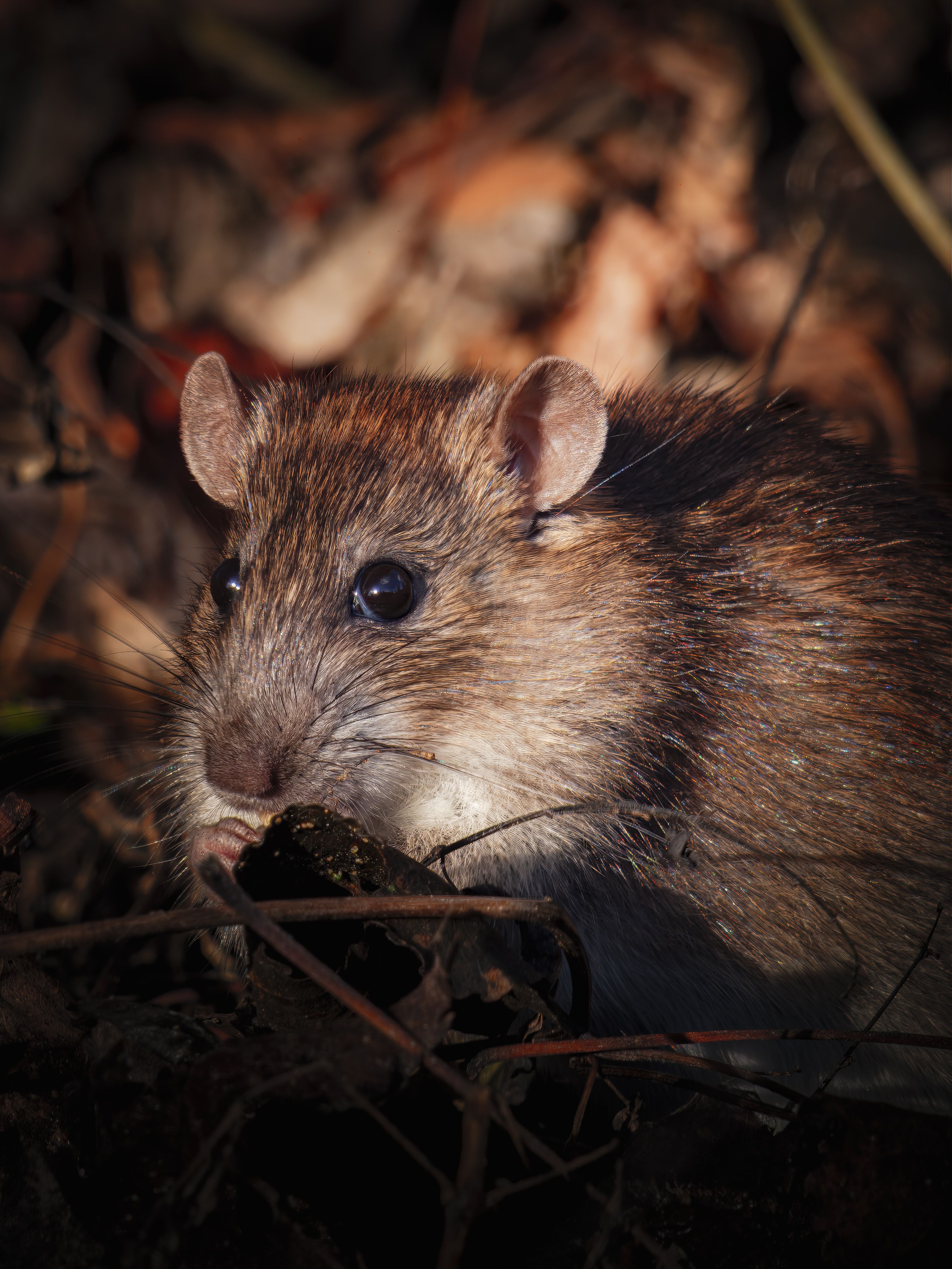 Close-up of a Wild Brown Rat in Nature · Free Stock Photo