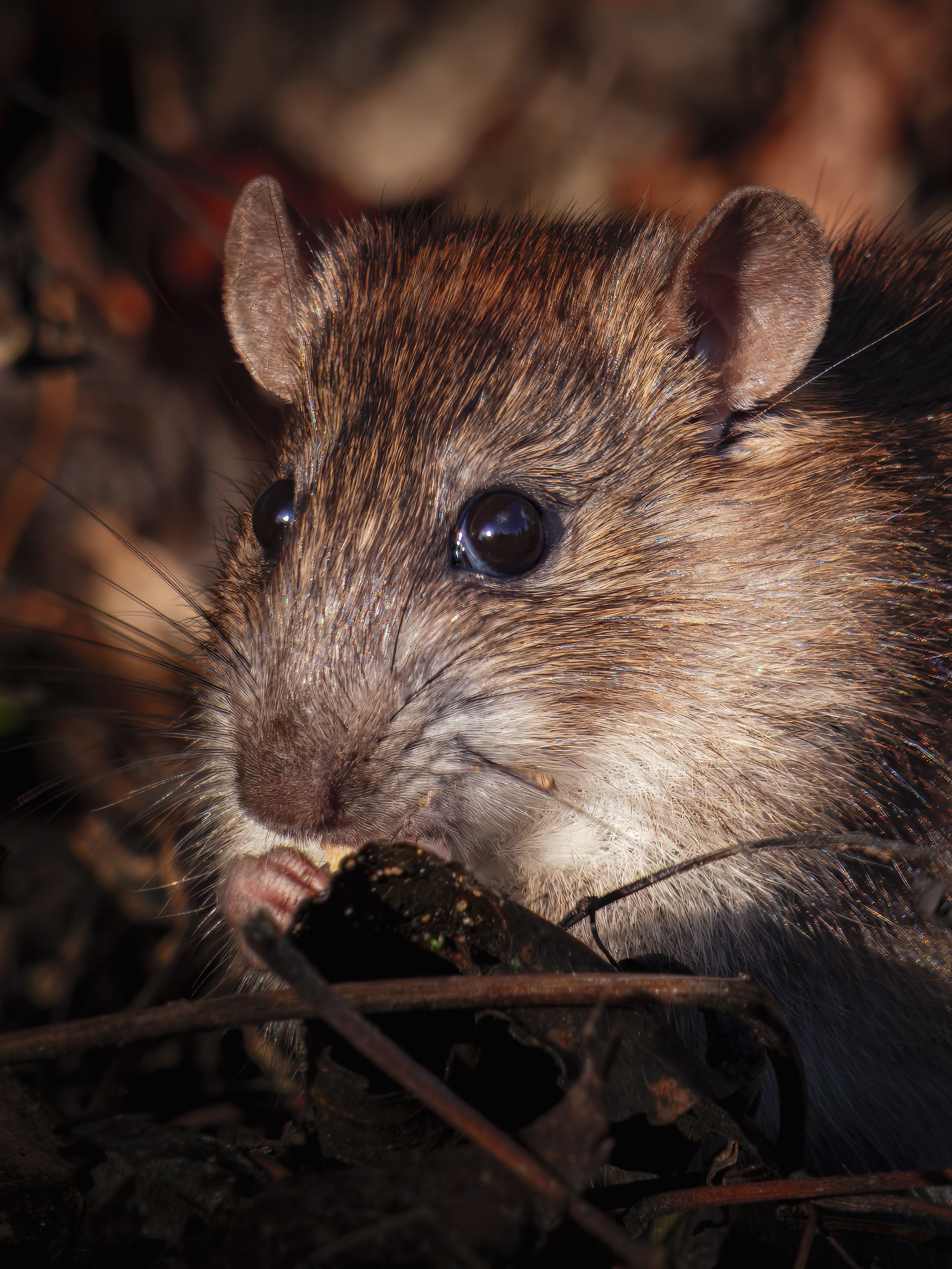 Close-up Portrait of a Wild Brown Rat · Free Stock Photo