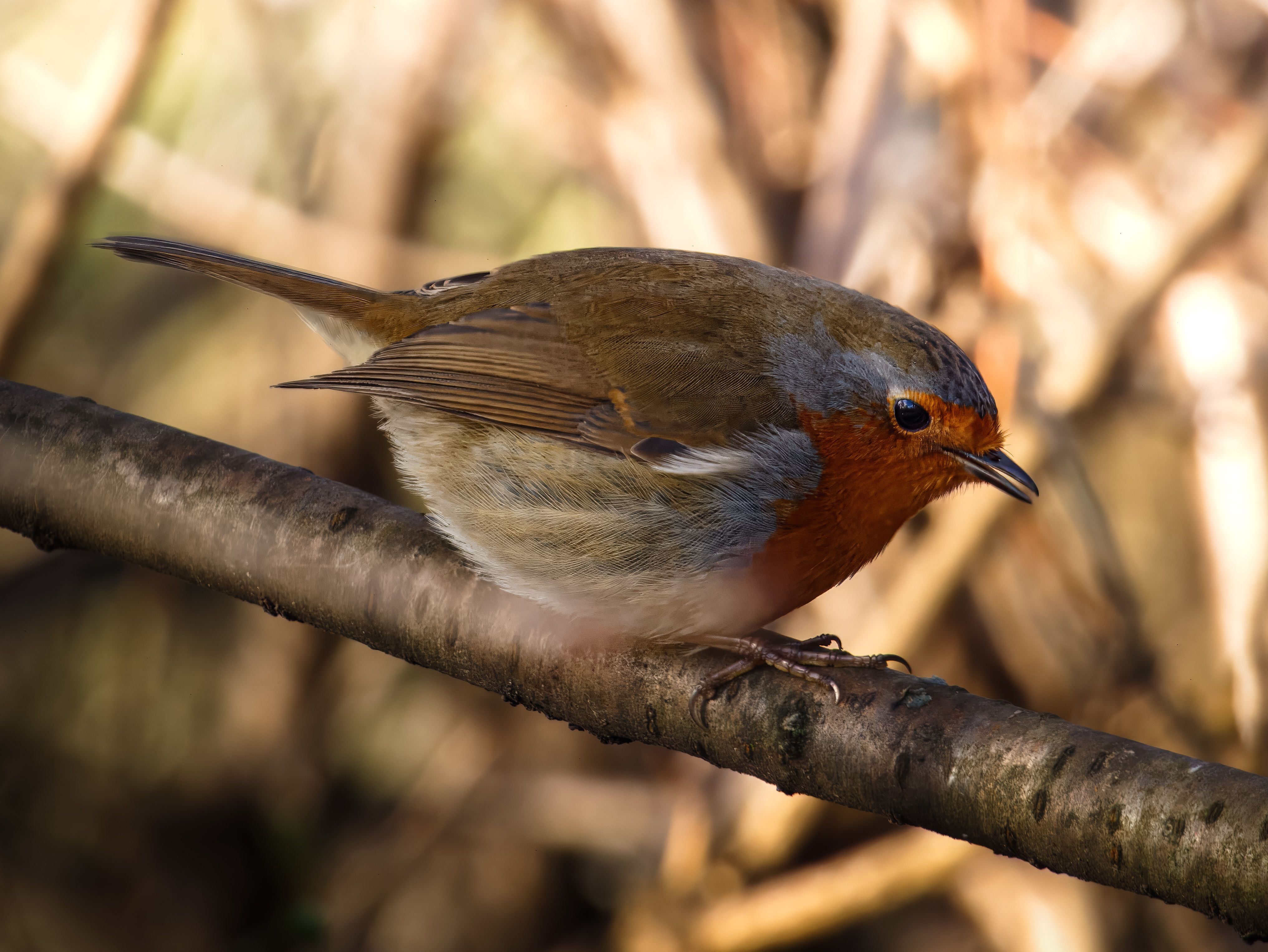 Close-up of European Robin on a Tree Branch · Free Stock Photo