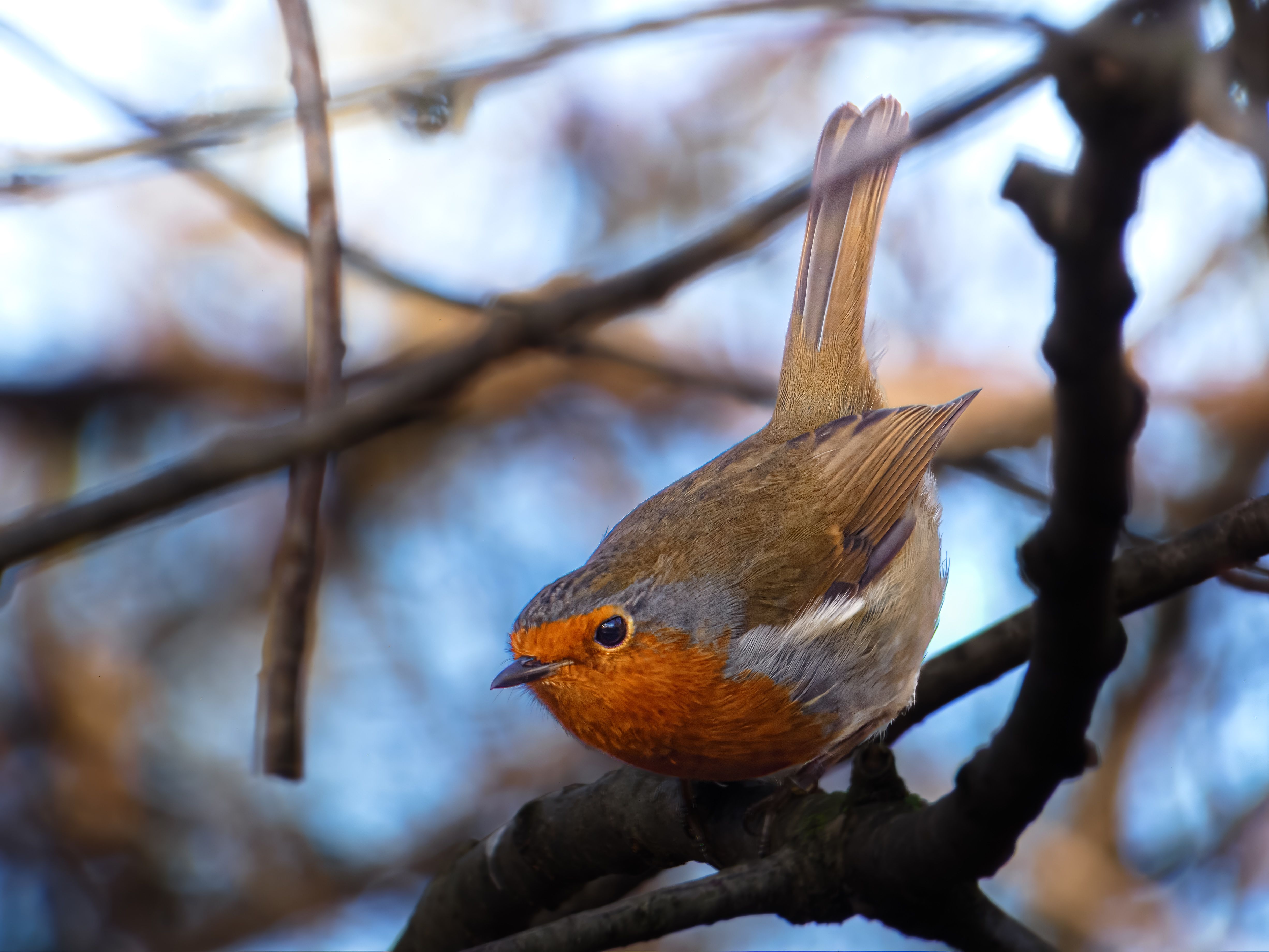 European Robin Perched on Branch in Early Spring · Free Stock Photo