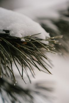 Macro photograph of snow-covered pine needles capturing the tranquility of winter.