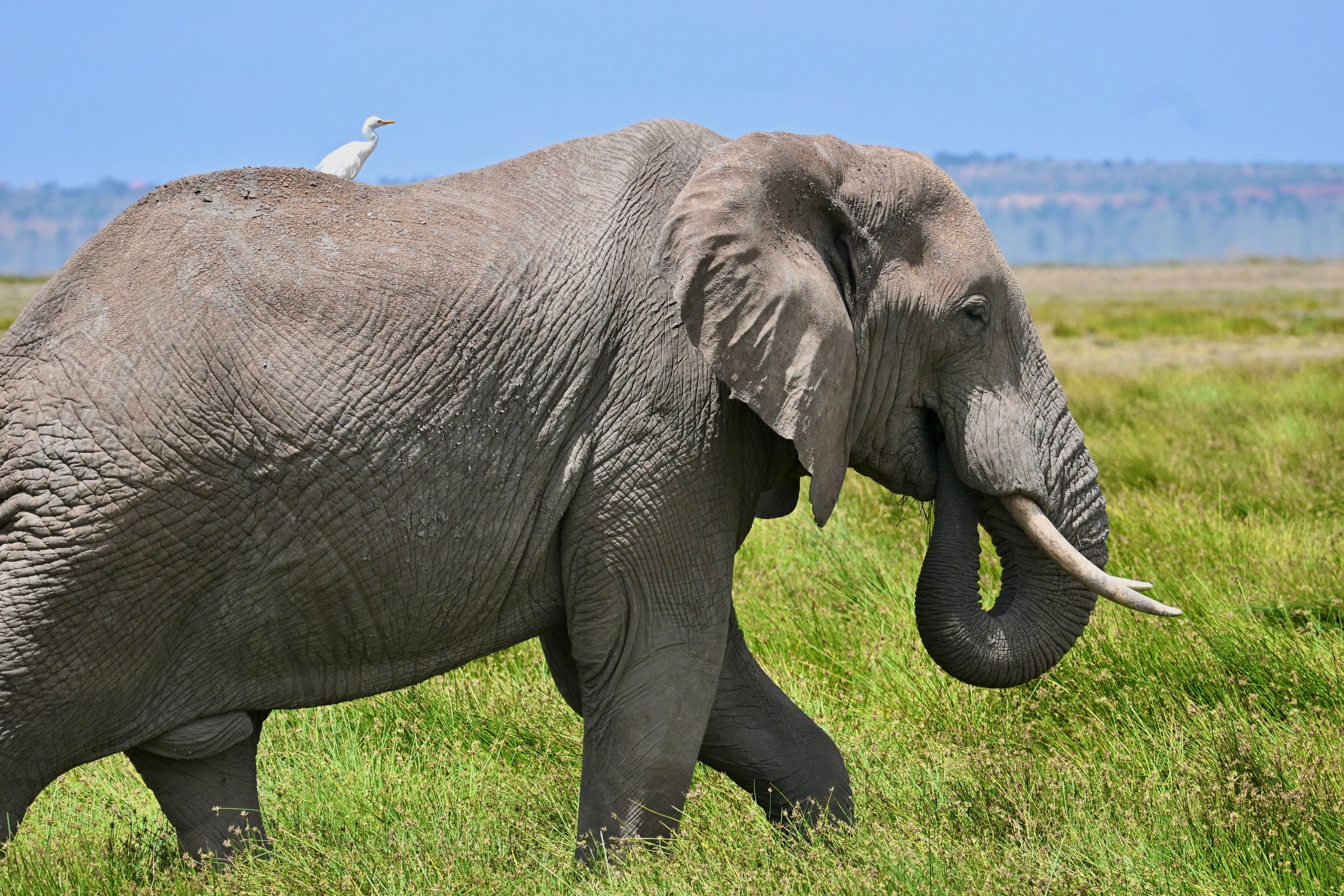Safaris & Tours