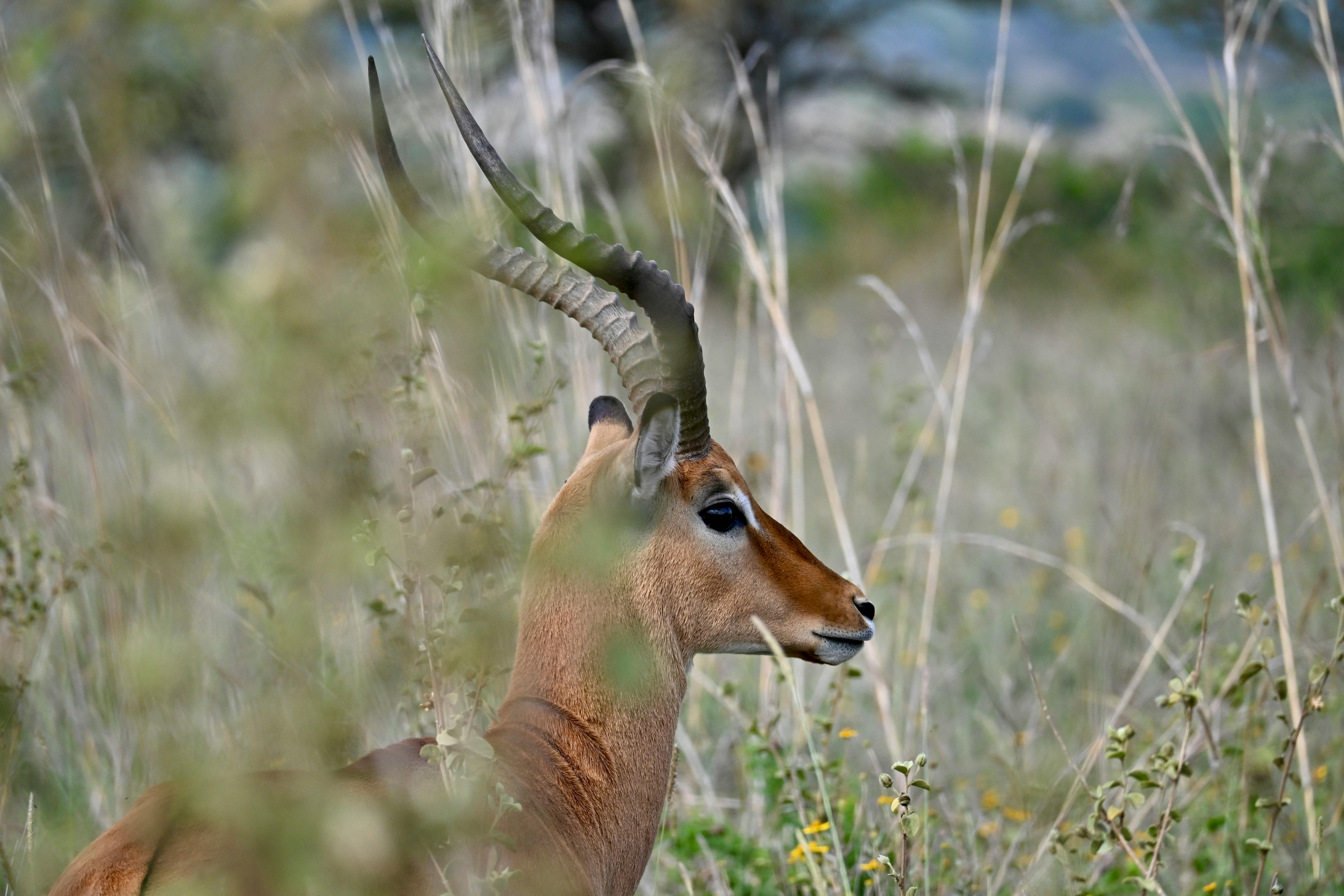 Mara Cruiser Rentals – Car Rental in Masai Mara | Masai Mara