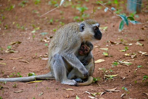 Free A touching moment of a mother vervet monkey cuddling her young in Kenya. Stock Photo