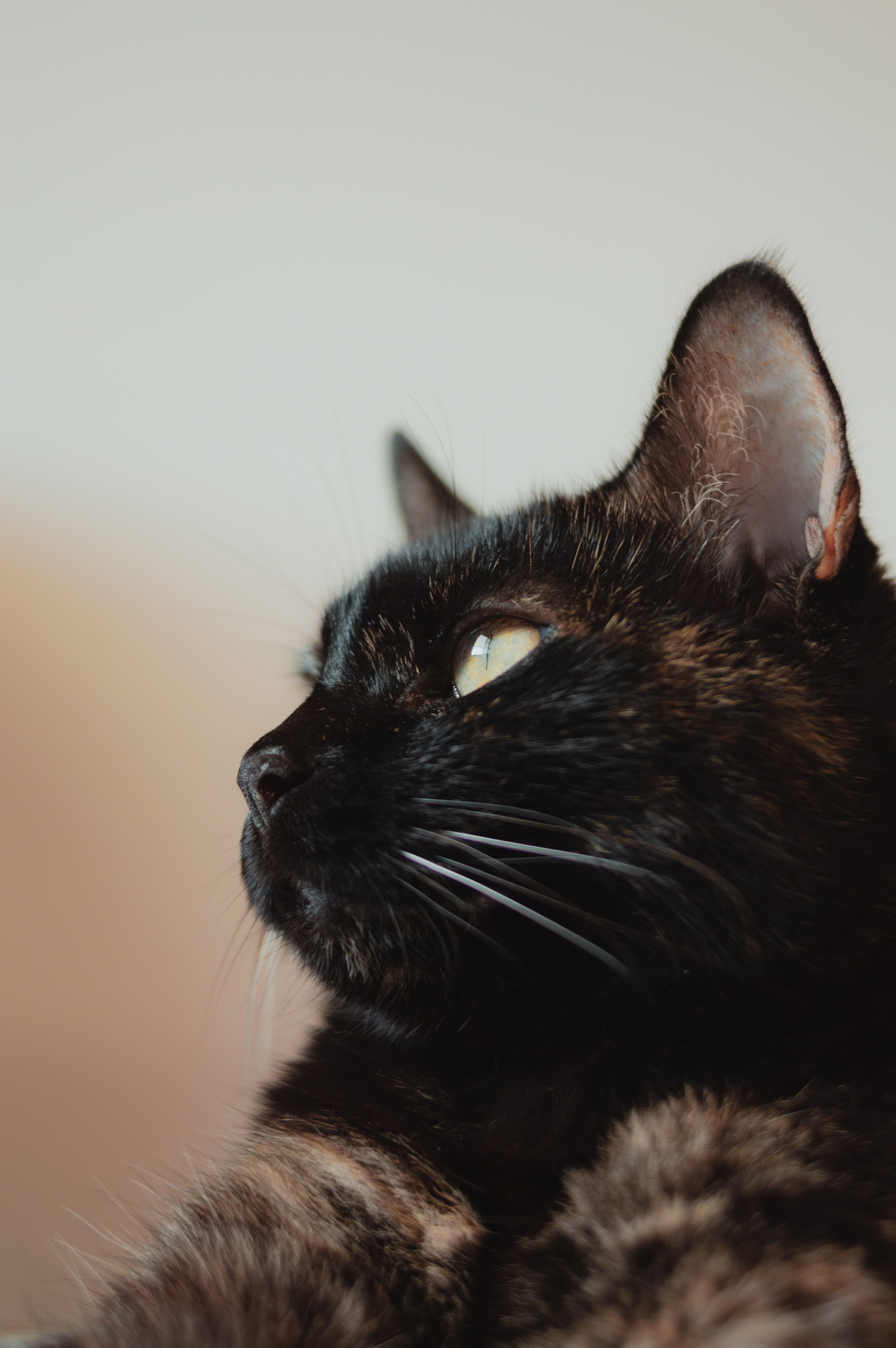 Cat Vaccination Schedule in India: Kitten Vaccines and Booster Shots
