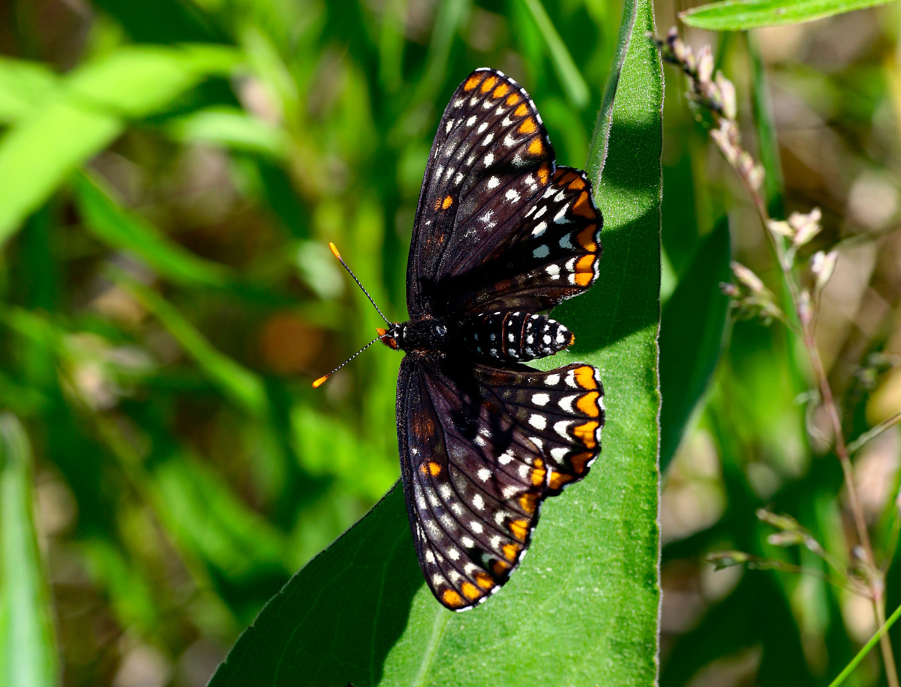 Close-up of a Beautiful Checkerspot Butterfly in Nature · Free Stock Photo