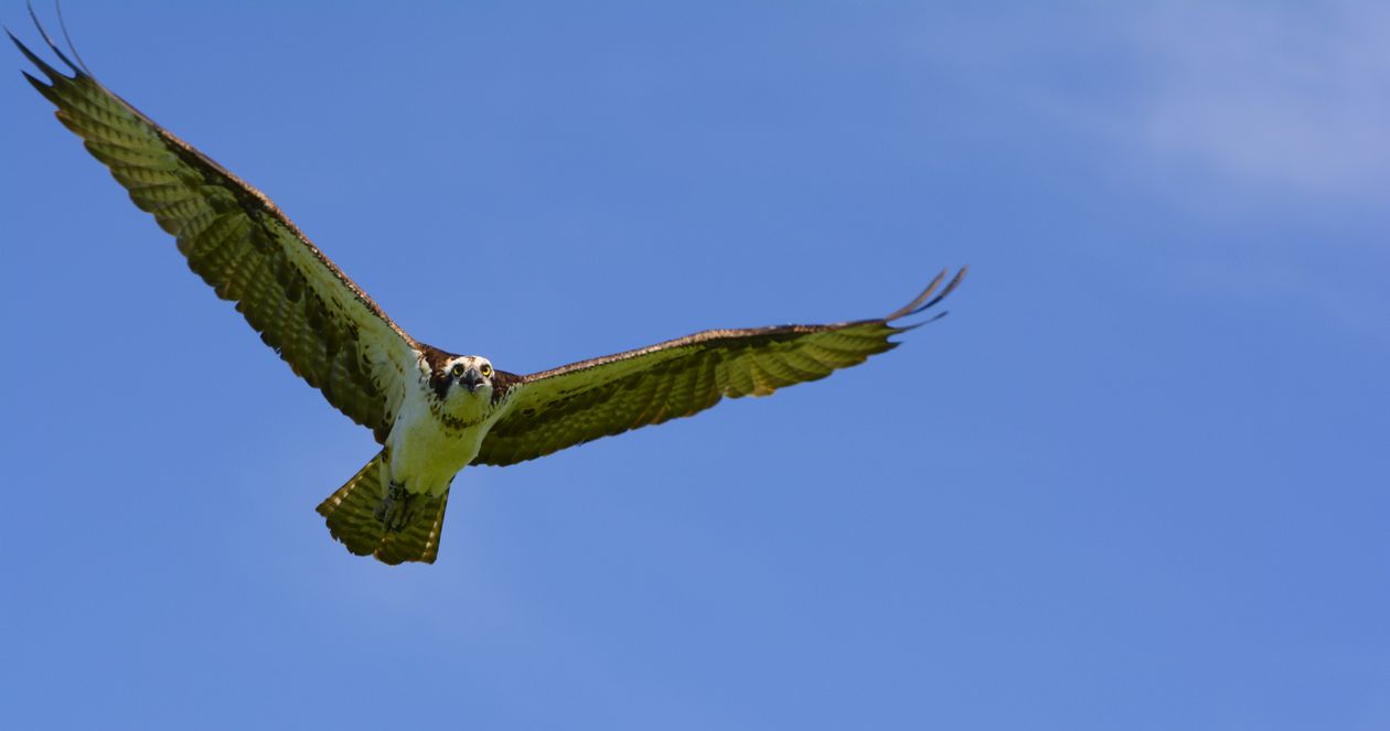 Majestic Osprey Soaring in Blue Sky · Free Stock Photo