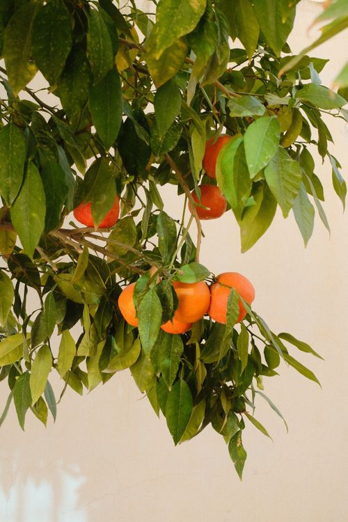 Free Lush green leaves and bright oranges hang from a tree in a Tunisian garden. Stock Photo