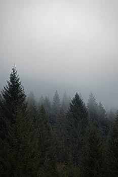 Foggy pine forest in Italy creates a serene, mysterious atmosphere.