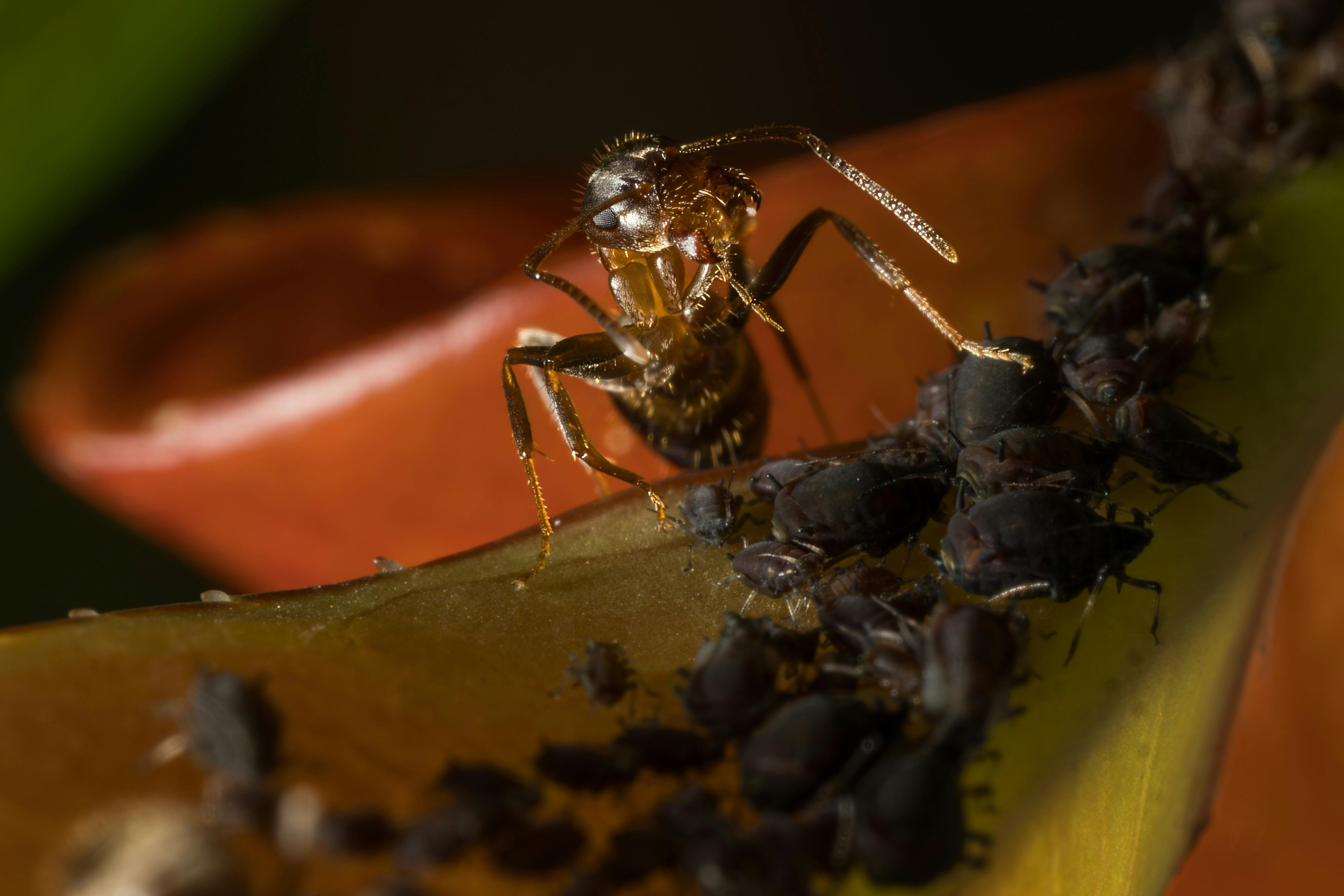 Close up of black aphid clusters on chive stems - tiny black bugs on chives