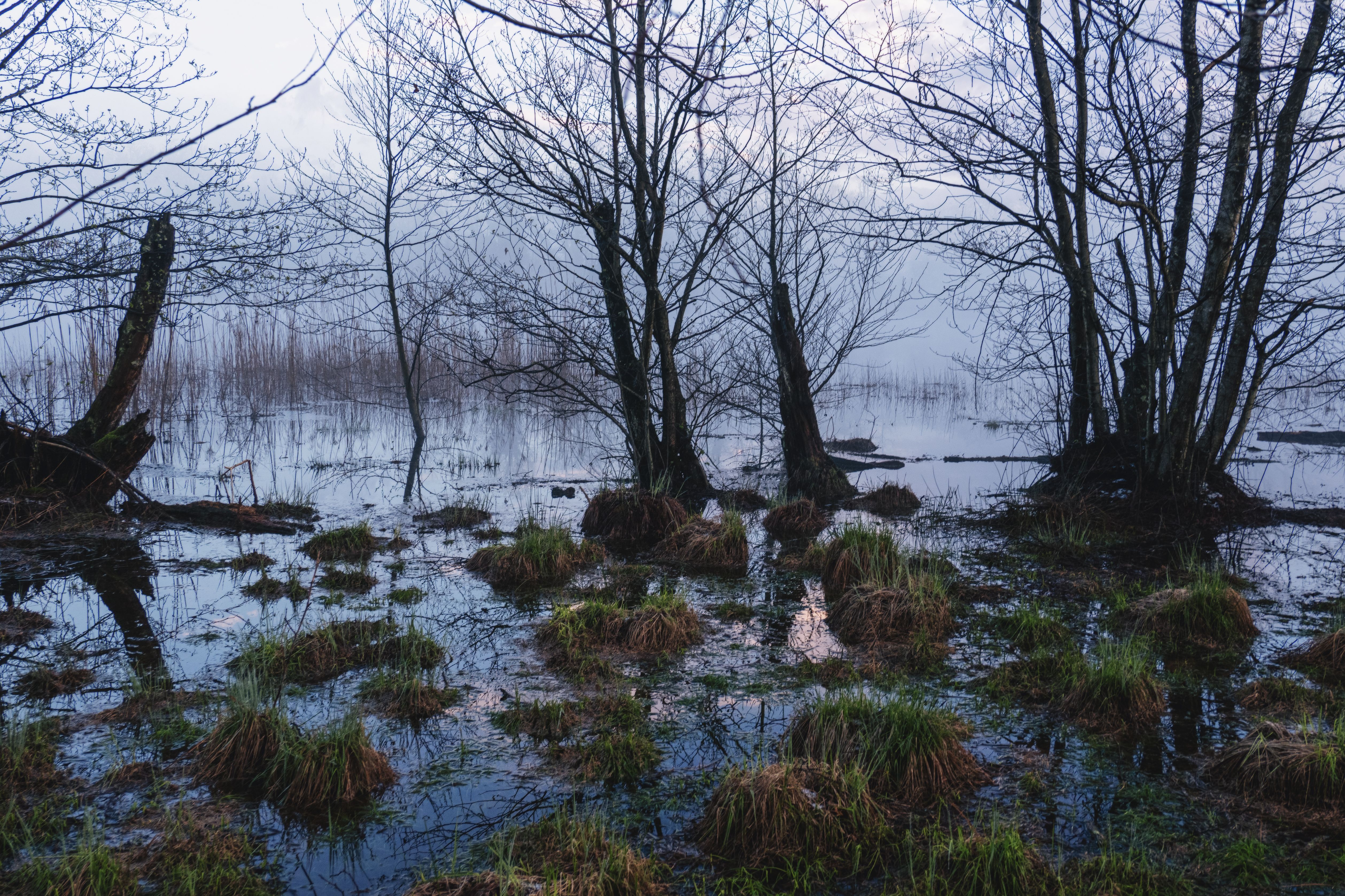 Serene wetland landscape with misty atmosphere and reflections, evoking tranquility