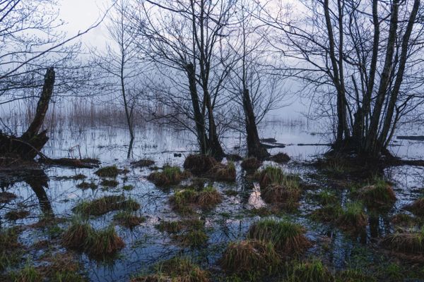 A misty wetland at dusk with still reflections — Rino Adamo on Pexels