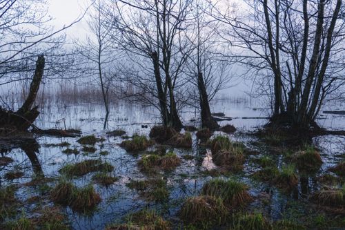 Free Serene wetland landscape with misty atmosphere and reflections, evoking tranquility Stock Photo