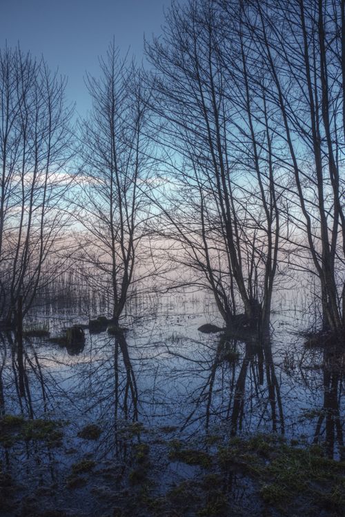 Free A tranquil scene of bare trees reflecting in a calm winter wetland at twilight. Captured with the OM-1 camera. Stock Photo