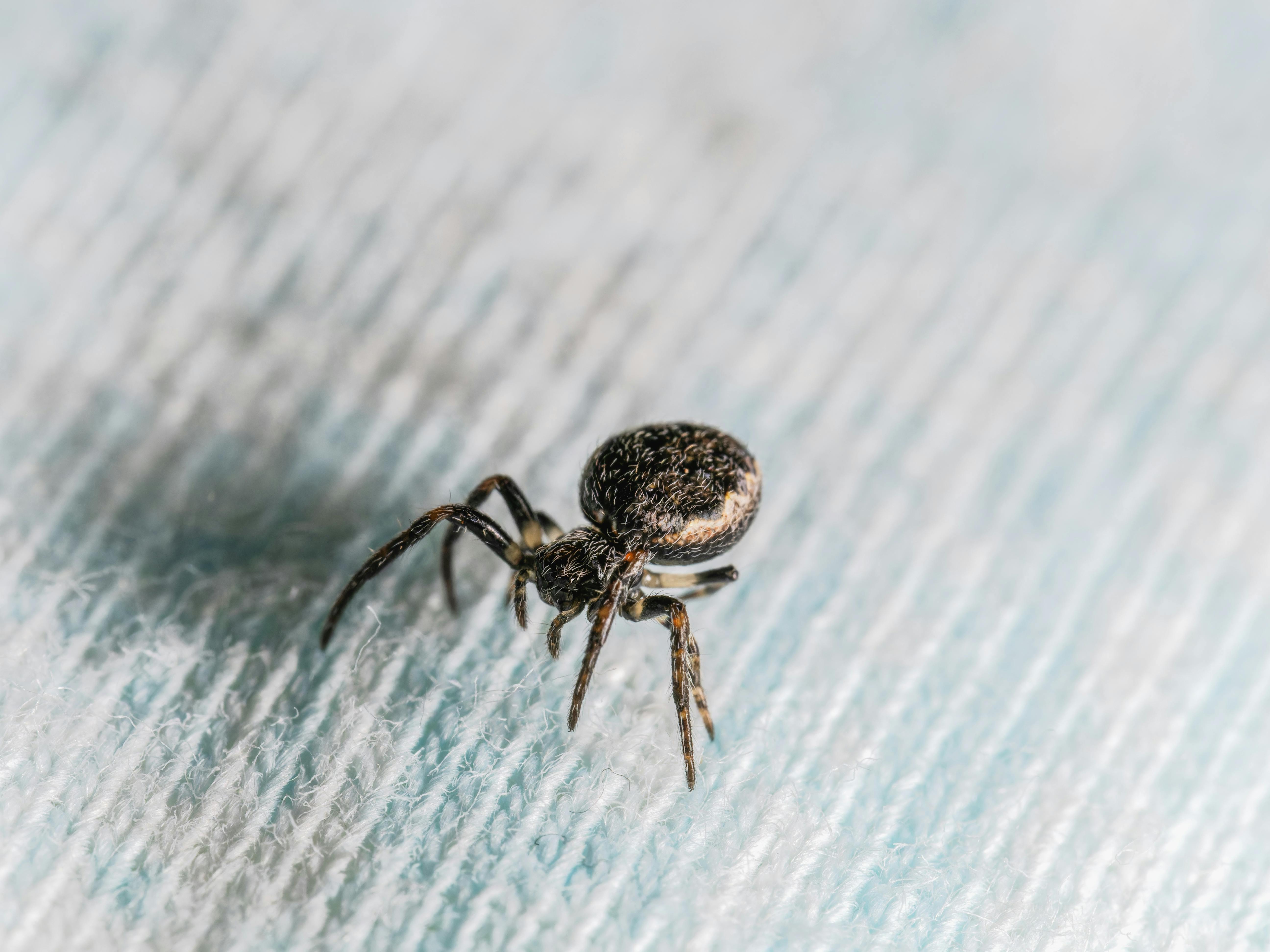 Close‑up of a common house spider with long legs and a mottled abdomen