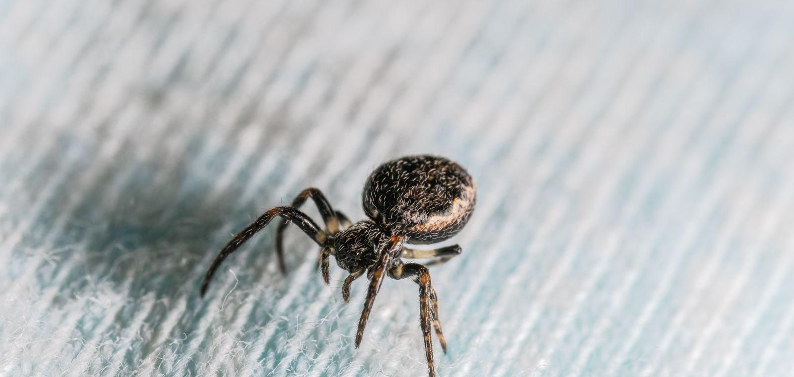 House spider on fabric, close-up