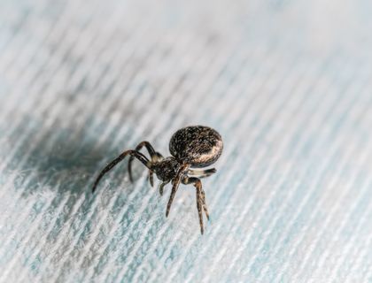 House spider on fabric