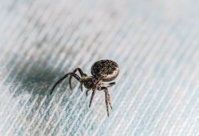 House spider on fabric, close-up