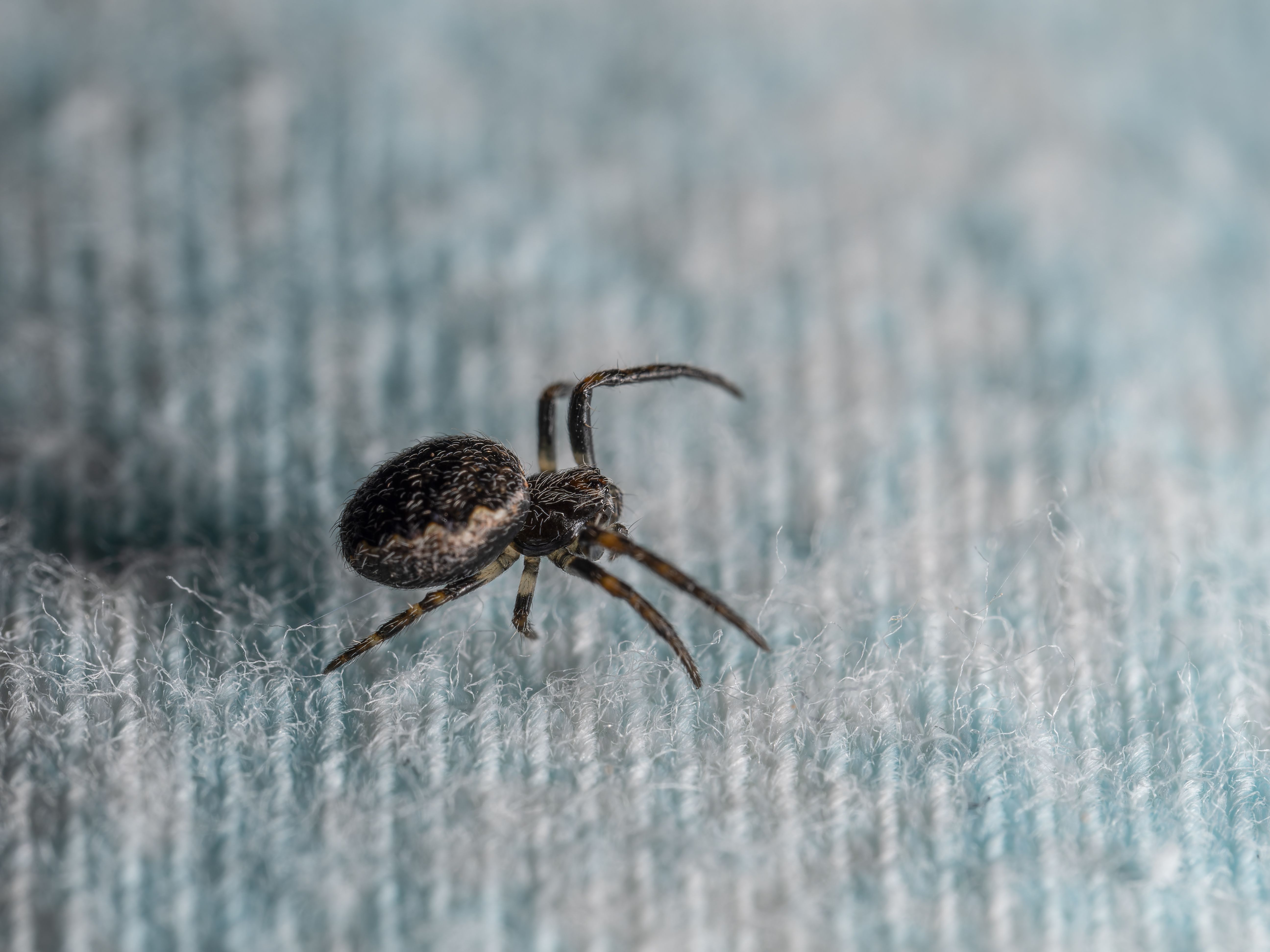 Why Trust Our Expertise in Spider Control?