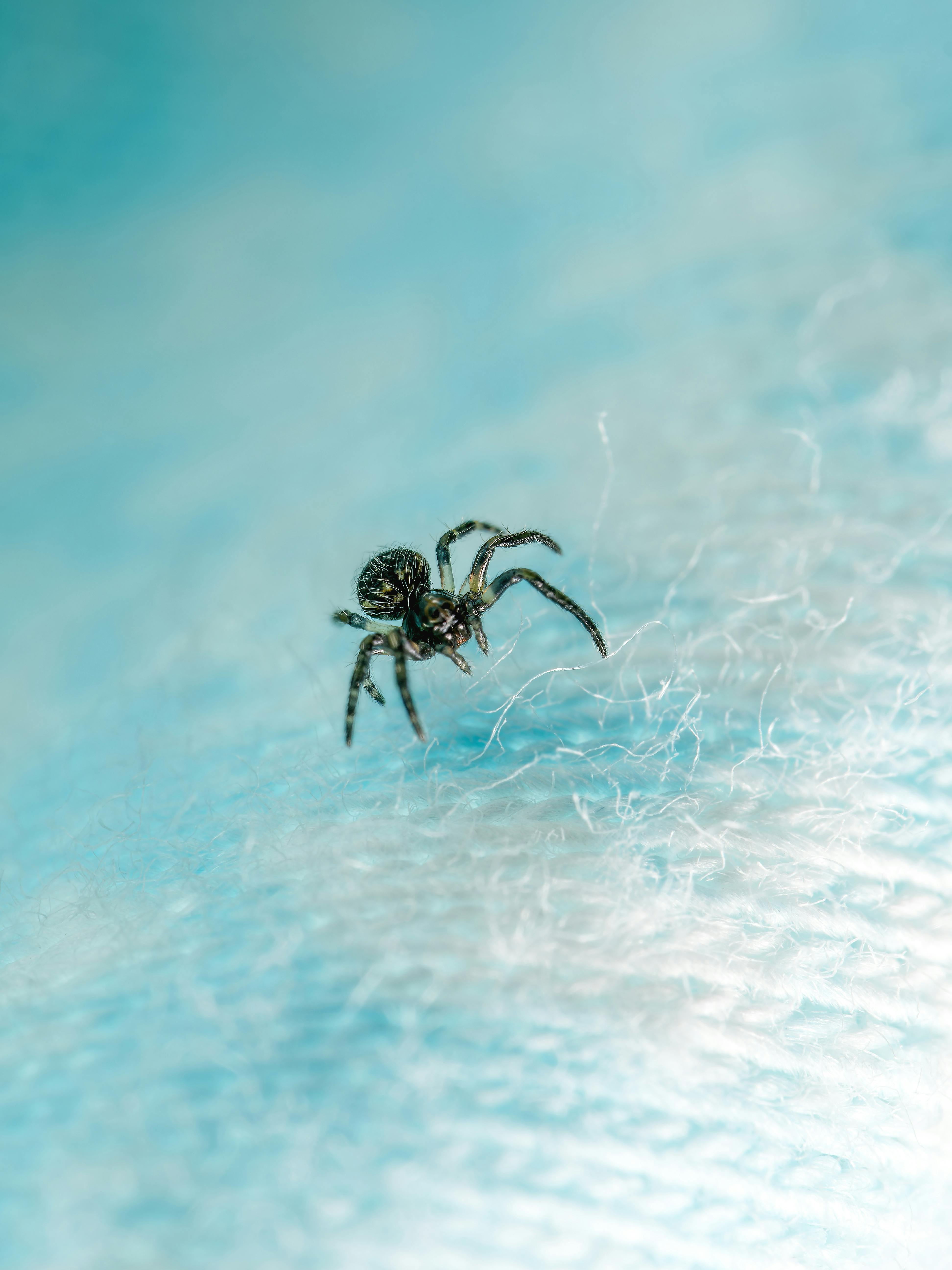 Δωρεάν Λεπτομερής μακρο φωτογραφία μιας αράχνης που πηδάει σε μια μπλε επιφάνεια με υφή, που παρουσιάζει περίπλοκες λεπτομέρειες. Φωτογραφία από στοκ φωτογραφιών