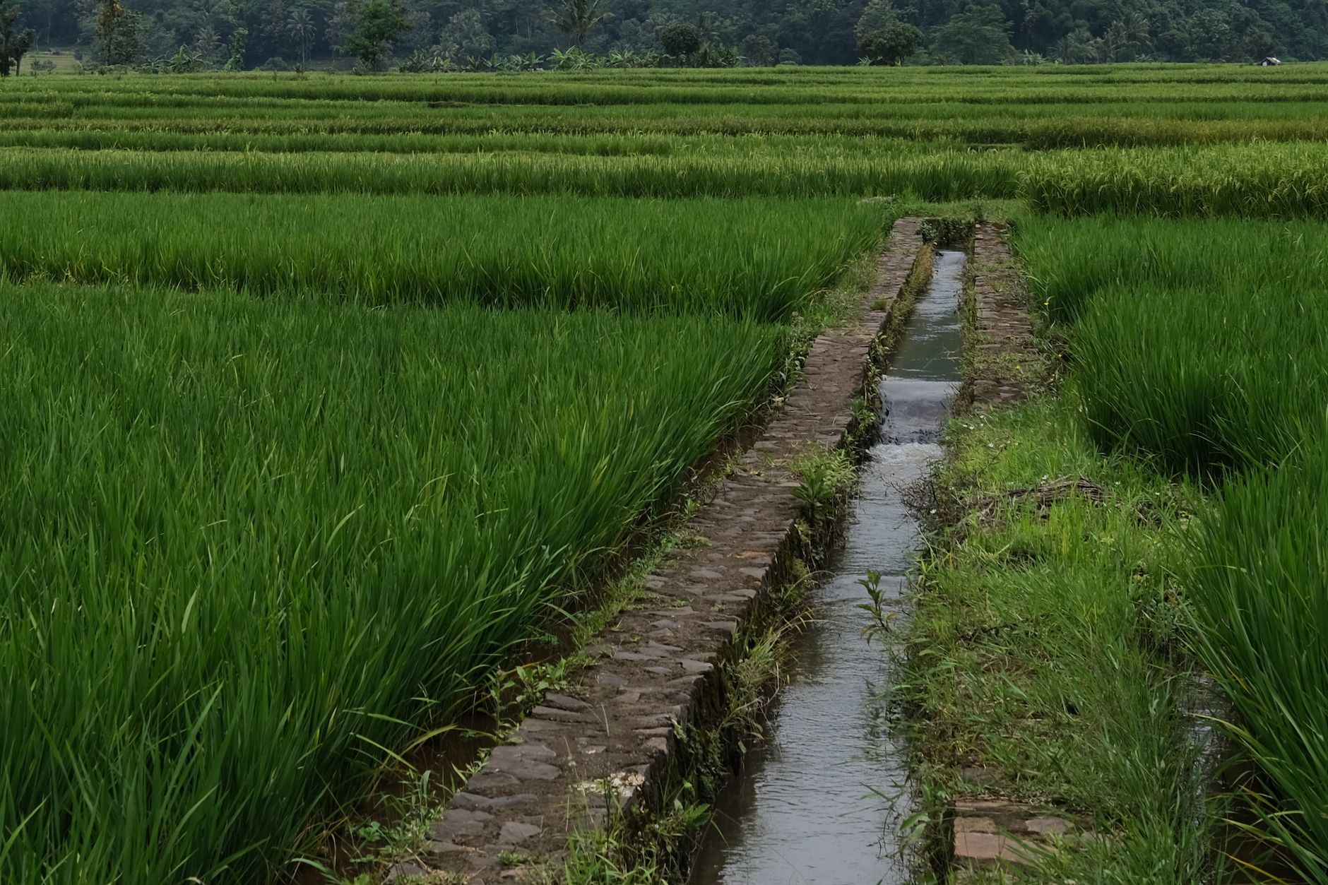 A vibrant rice paddy field with an irrigation canal under a cloudy sky, offering a serene rural landscape.