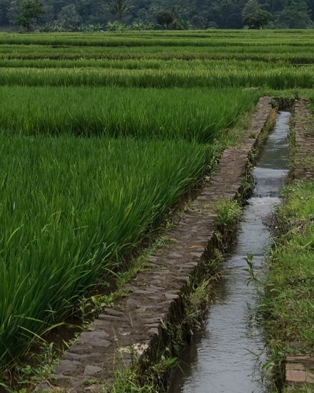 rice paddy field