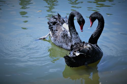 Free A pair of black swans gracefully forming a heart shape on a serene lake. Stock Photo
