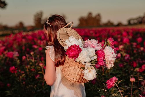Free A young girl carries a basket of vibrant flowers in a colorful blooming field at sunset. Stock Photo