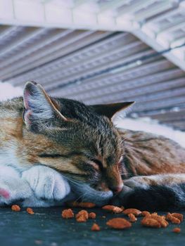 A street cat sleeping peacefully next to dry cat food in Istanbul.