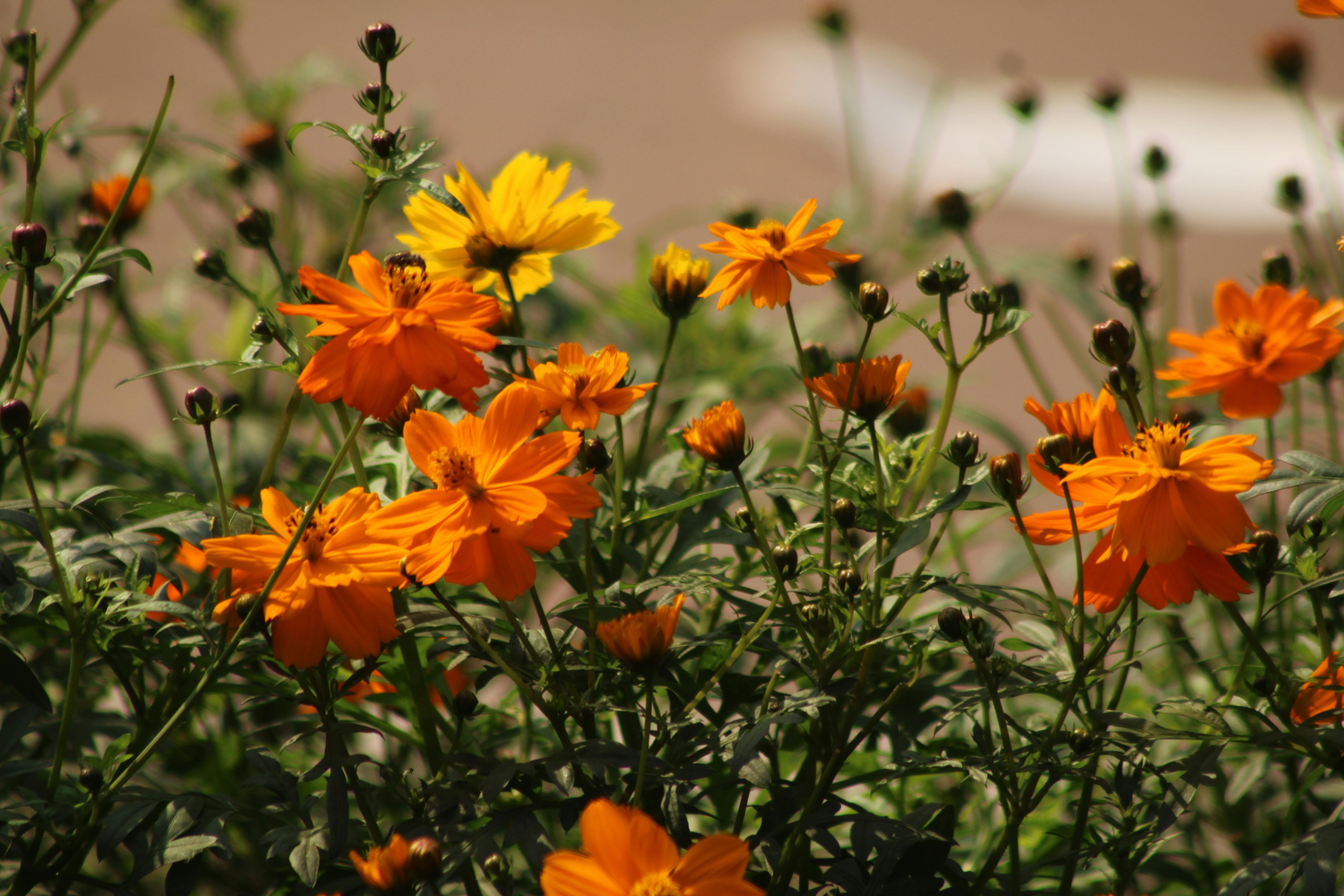 Bright orange and yellow cosmos flowers in full bloom under sunlight.