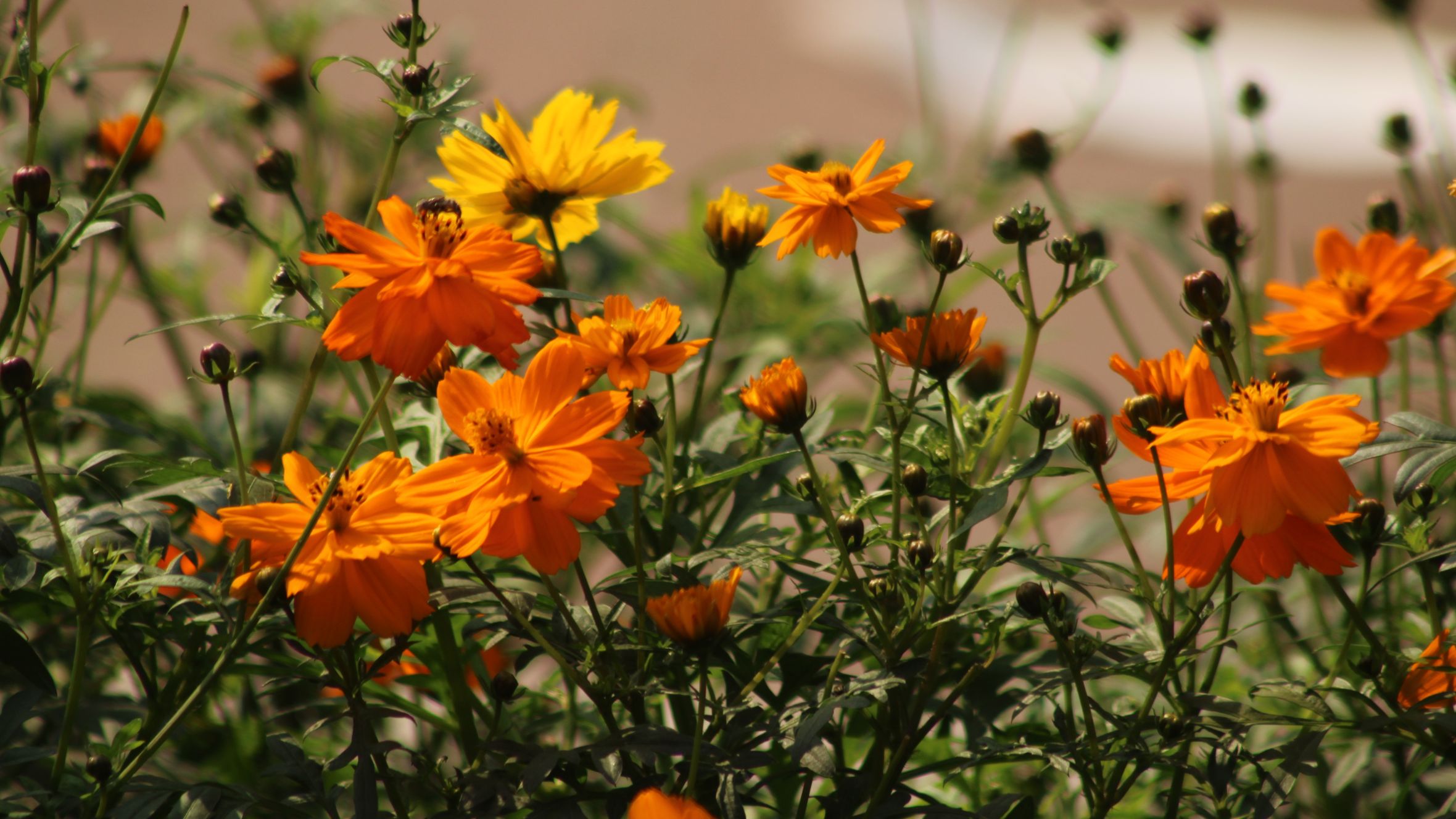 Bright orange and yellow cosmos flowers in full bloom under sunlight.