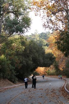 People exercising on a winding path through vibrant autumn woods.