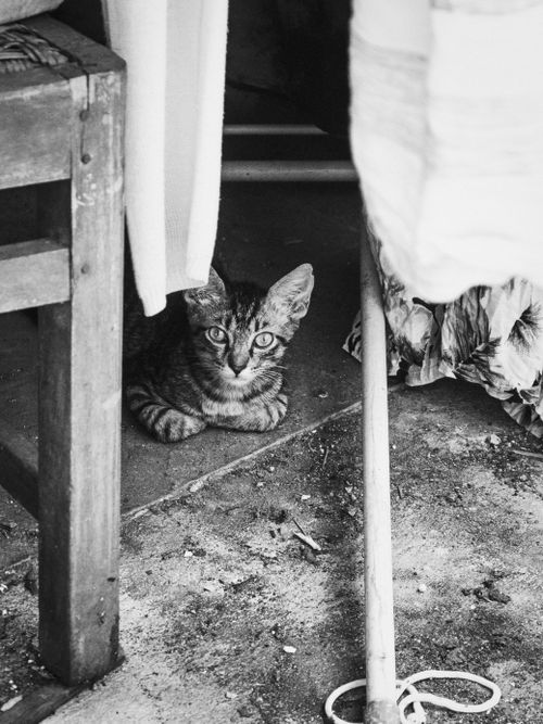 Free A curious cat peeks from under a wooden chair in a rustic setting. Black and white photo. Stock Photo