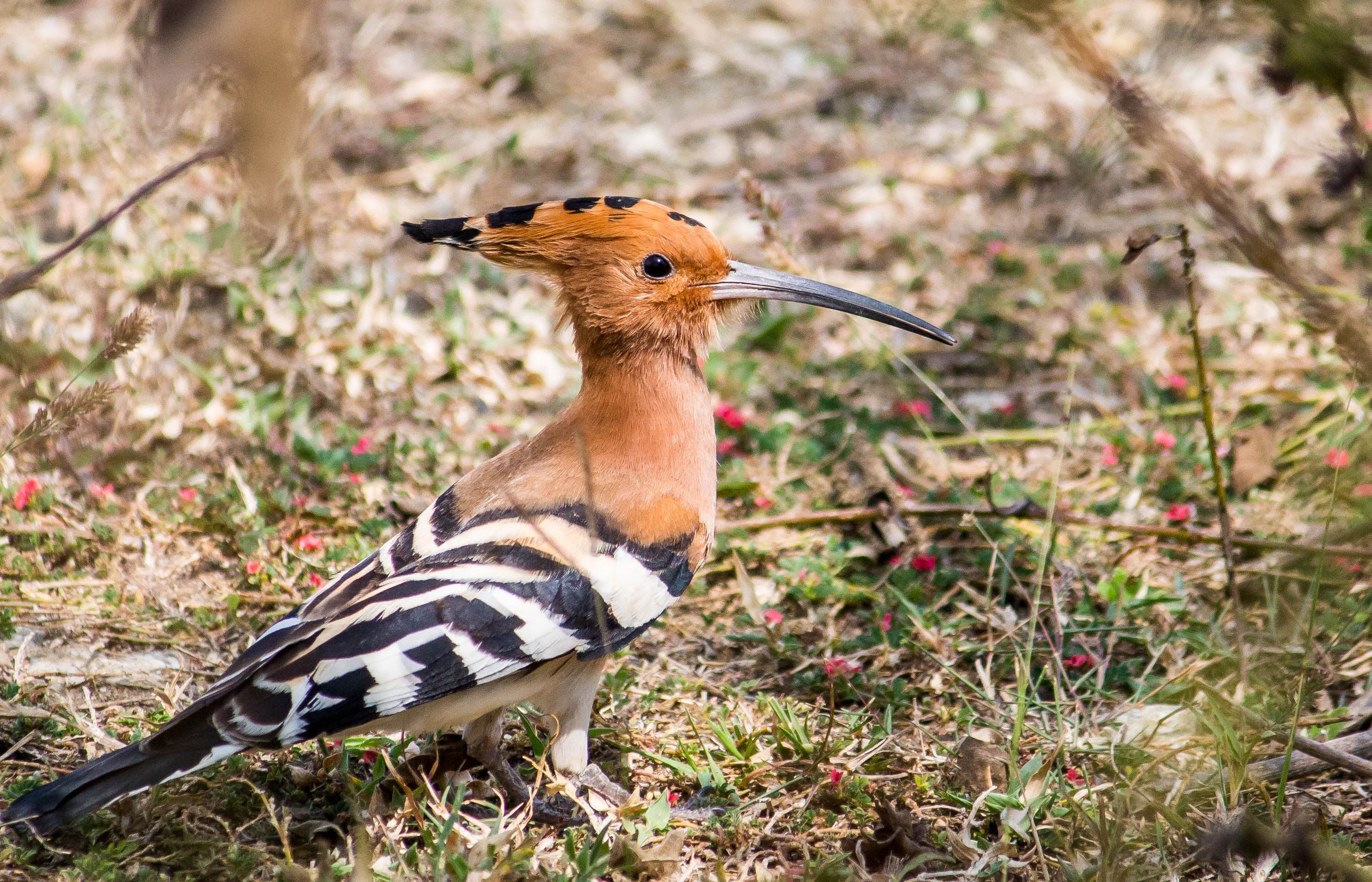 Detailed Portrait of Eurasian Hoopoe Bird Outdoors · Free Stock Photo