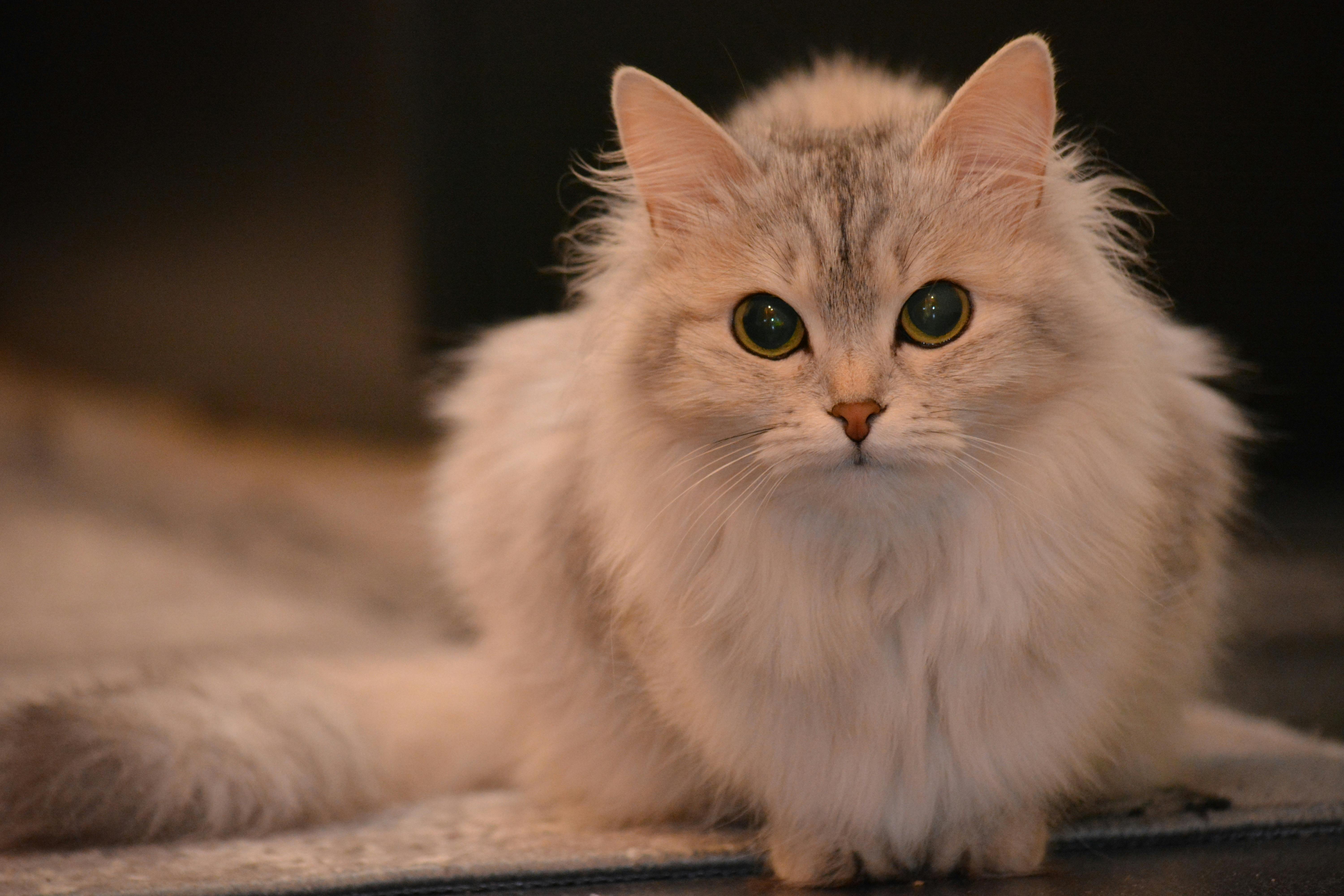 Kostenloses Foto Zum Thema Flauschige Katze Grau Haustier