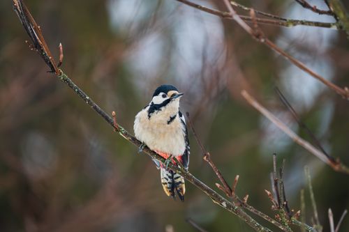 Free Image of a Great Spotted Woodpecker (Dendrocopos major) perched on a branch during winter. Stock Photo