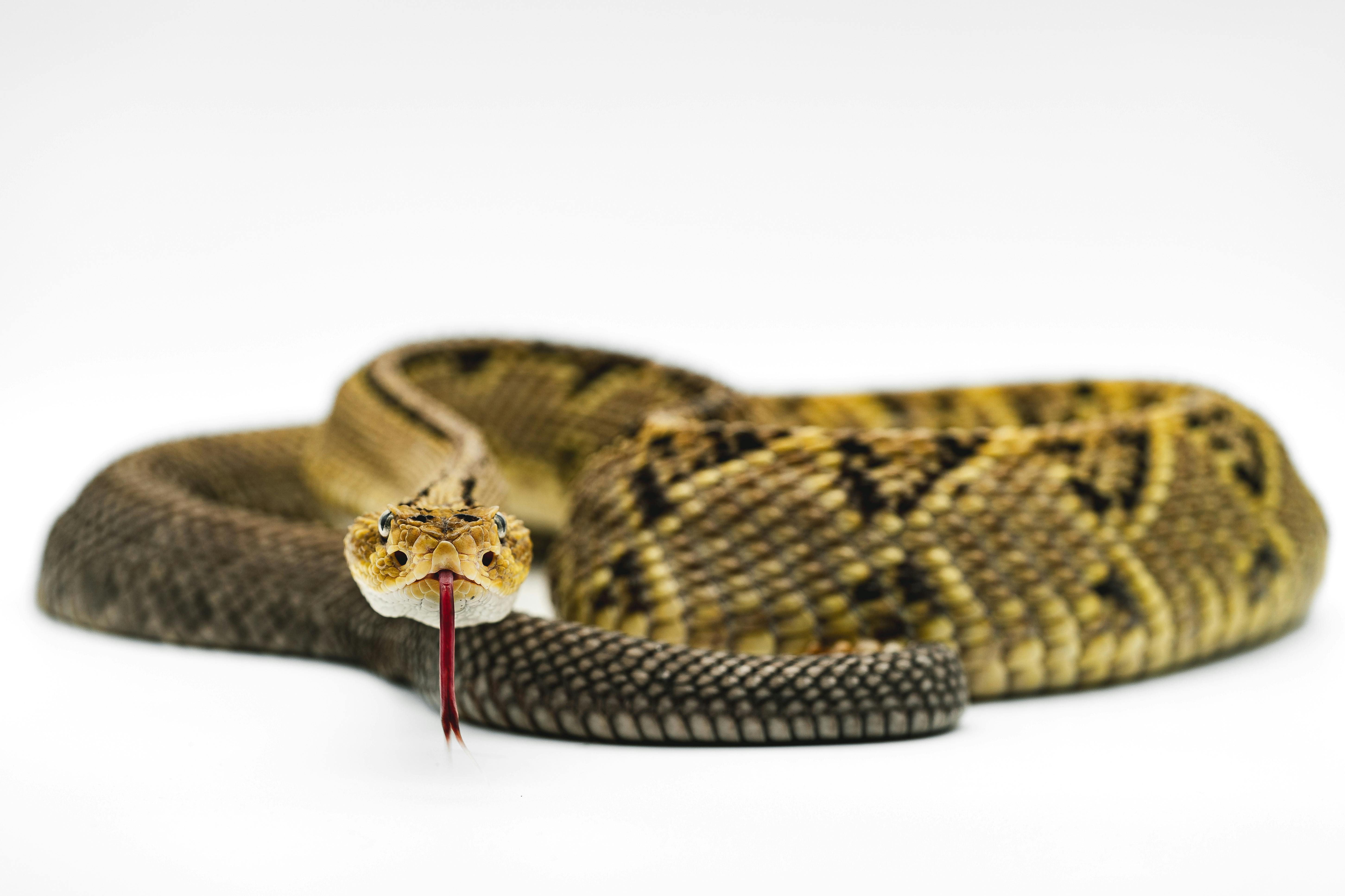 Detailed close-up of a rattlesnake with tongue extended, showcasing its scales and patterns.