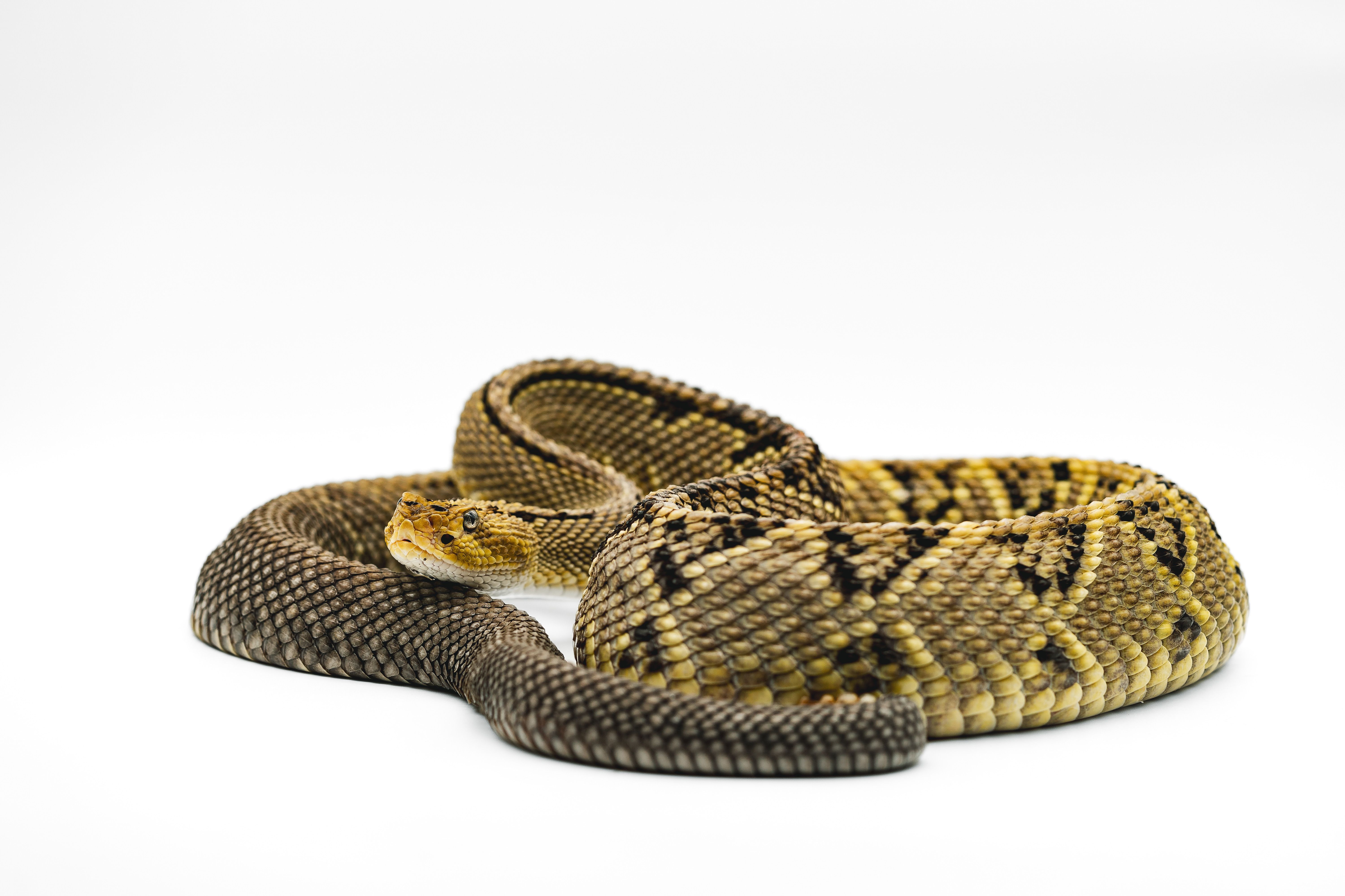 Detailed image of a Crotalus snake showcasing its scales. Captured in a studio setting.