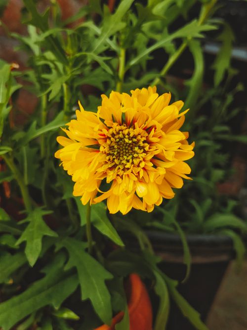 Free Close-up of a vibrant yellow flower blooming in Nagpur, India. Perfect for nature lovers. Stock Photo