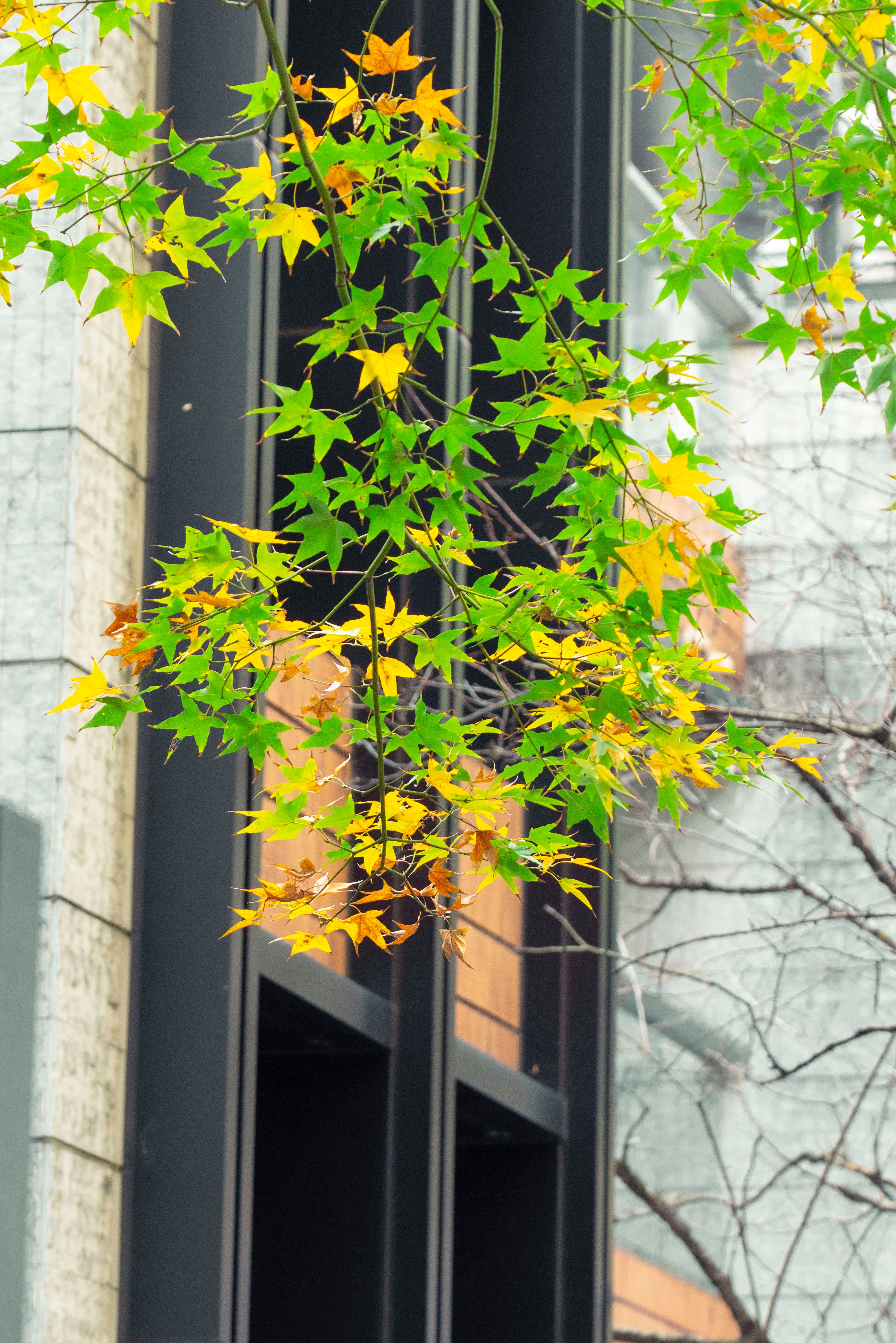 Colorful Autumn Leaves in Taipei Urban Scene · Free Stock Photo