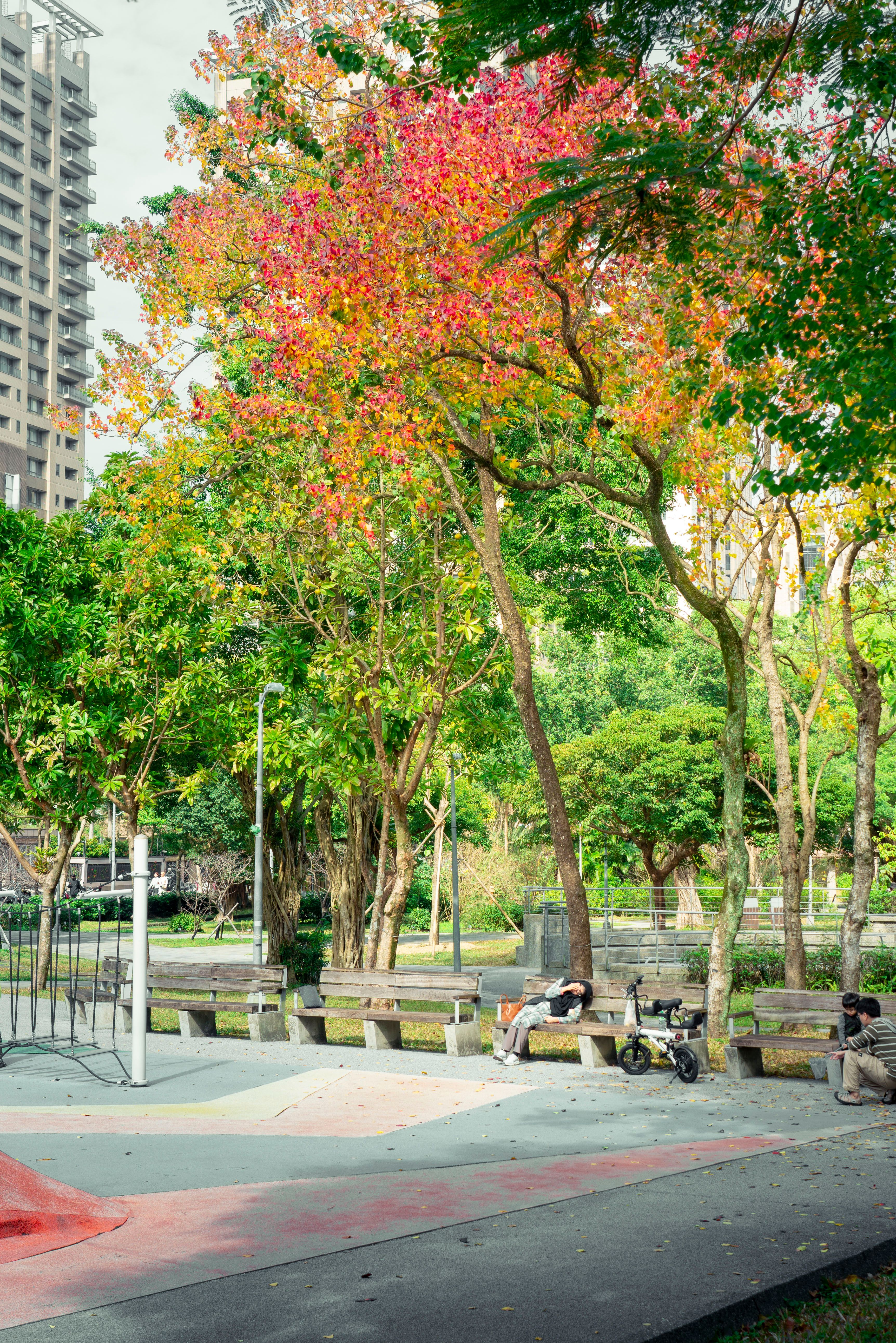 Vibrant Autumn Scene in Taipei City Park · Free Stock Photo