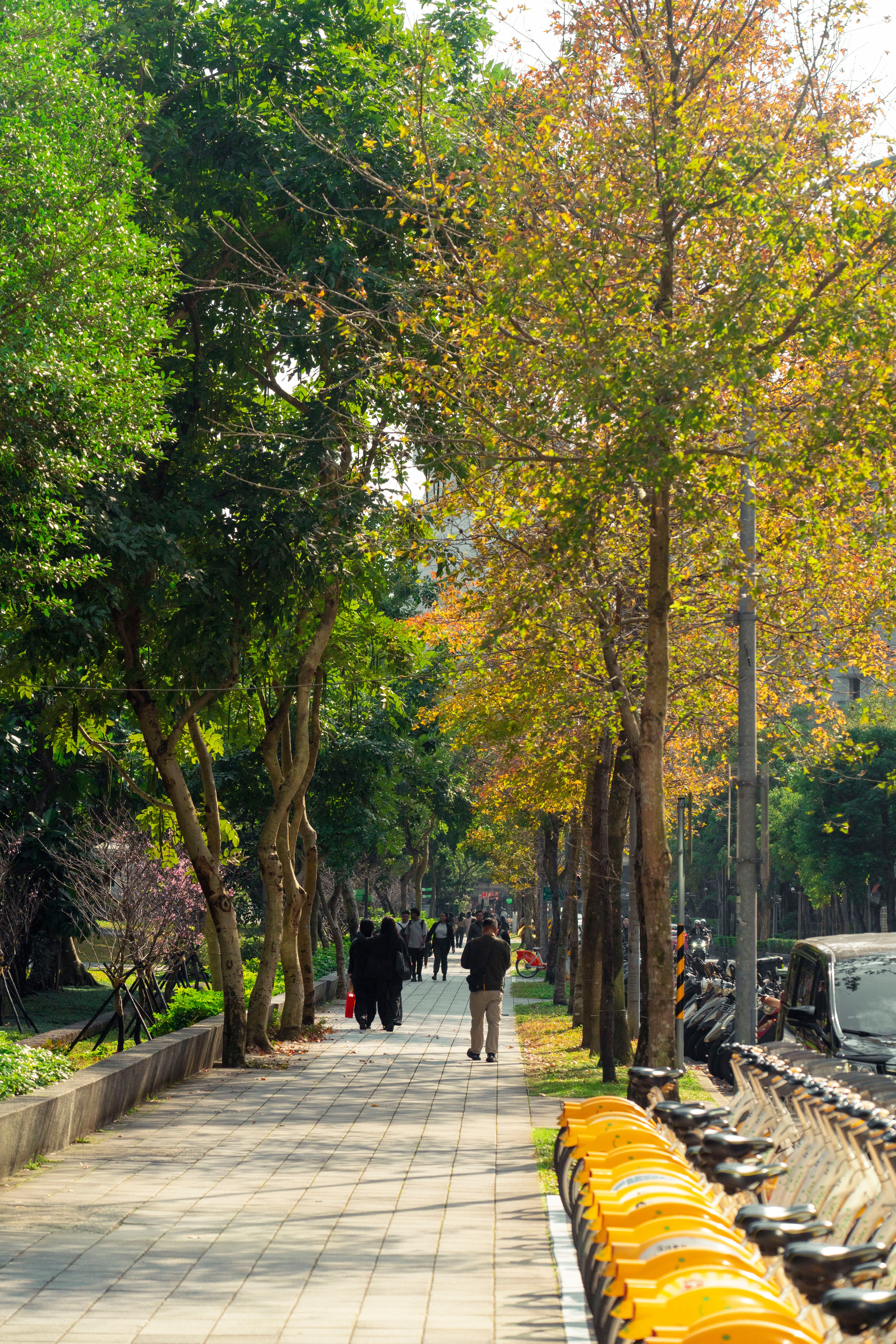 Autumn Street Scene in Taipei City · Free Stock Photo