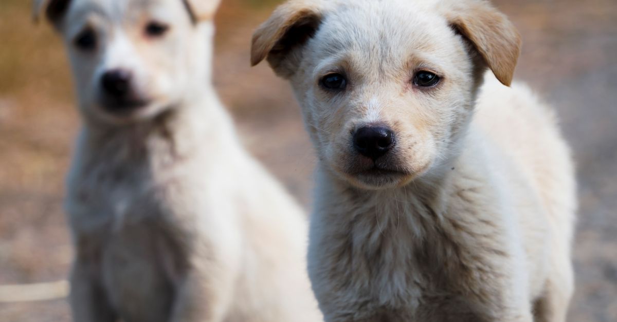 Adopt a 'desi' stray initiative to be held in Bengaluru tomorrow