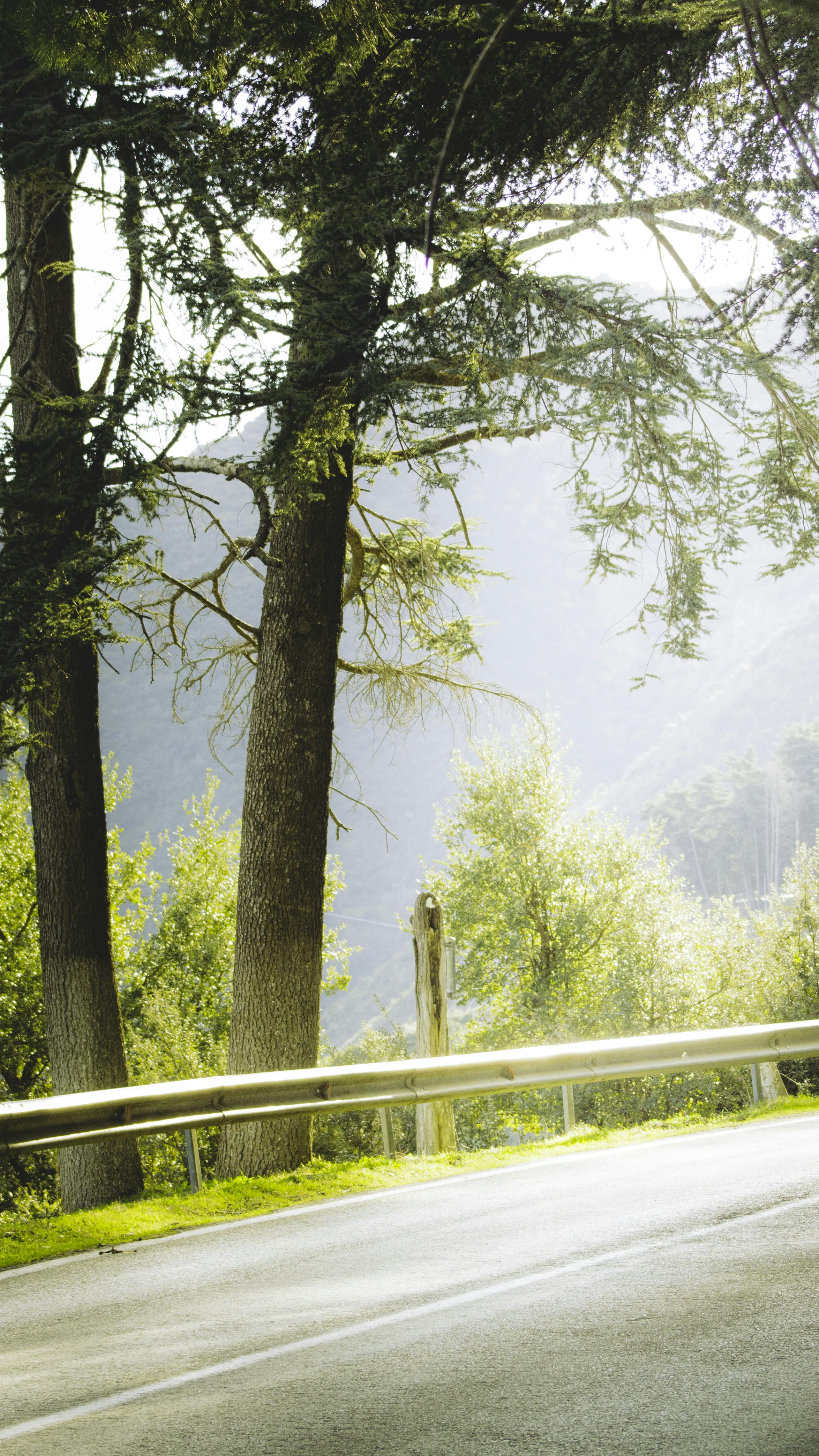 A serene sunlit forest scene with a road and guardrail, emanating a cool and natural atmosphere.