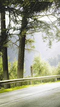 A serene sunlit forest scene with a road and guardrail, emanating a cool and natural atmosphere.